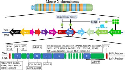 Frontiers | Biological Function of Long Non-coding RNA (LncRNA) Xist